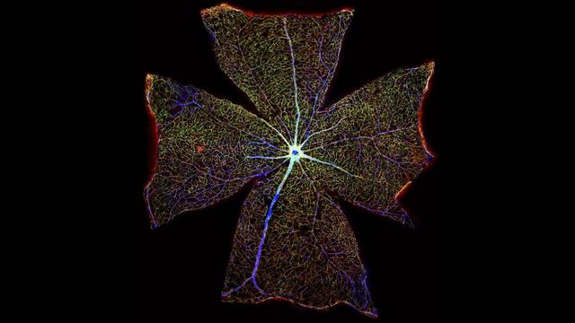 Наука як мистецтво: найкращі наукові ілюстрації року - фото 153078