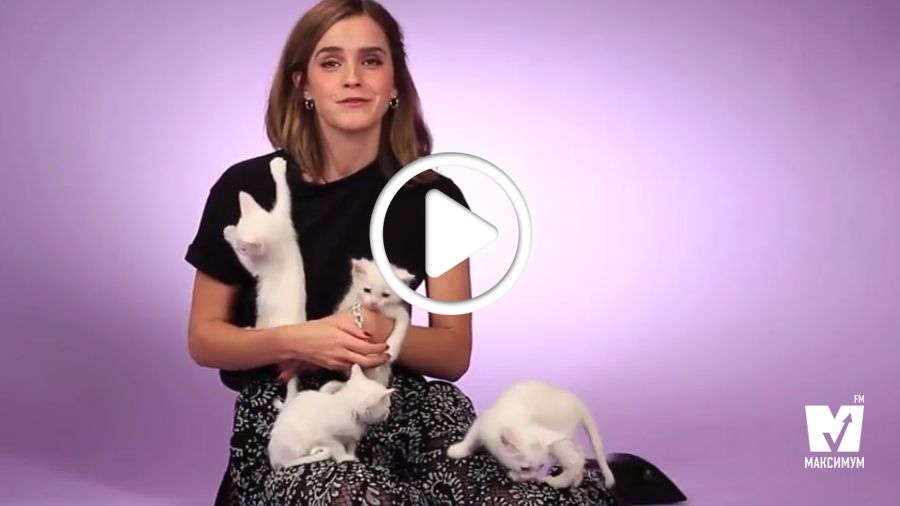 Емма Вотсон зворушила незвичним інтерв'ю з кошенятами: кумедне відео