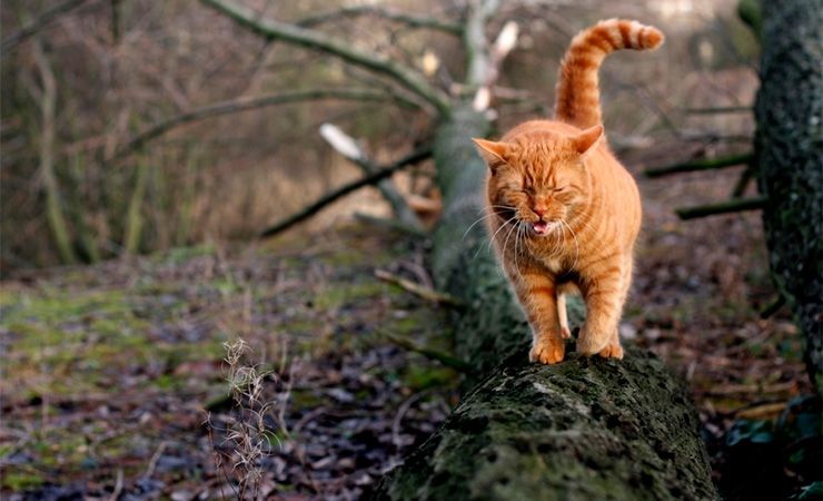 Яка погода буде в Україні наступного тижня