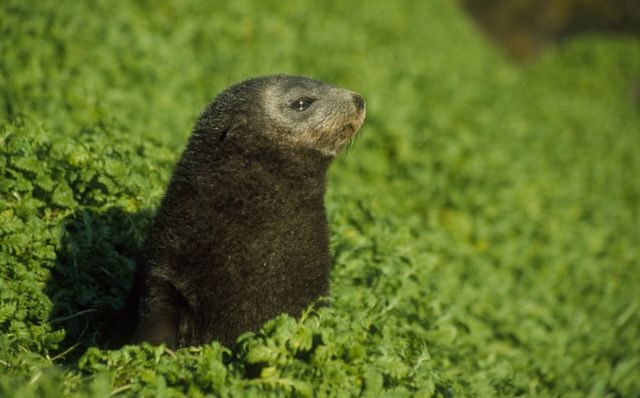 Як виглядає найсамотніше місце на Землі, куди майже неможливо потрапити - фото 153919