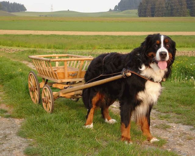 Найкращі породи собак для чоловіків - фото 154944