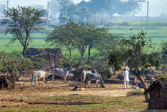 Індія з вікон автобусів: незвичайні фото - фото 155790