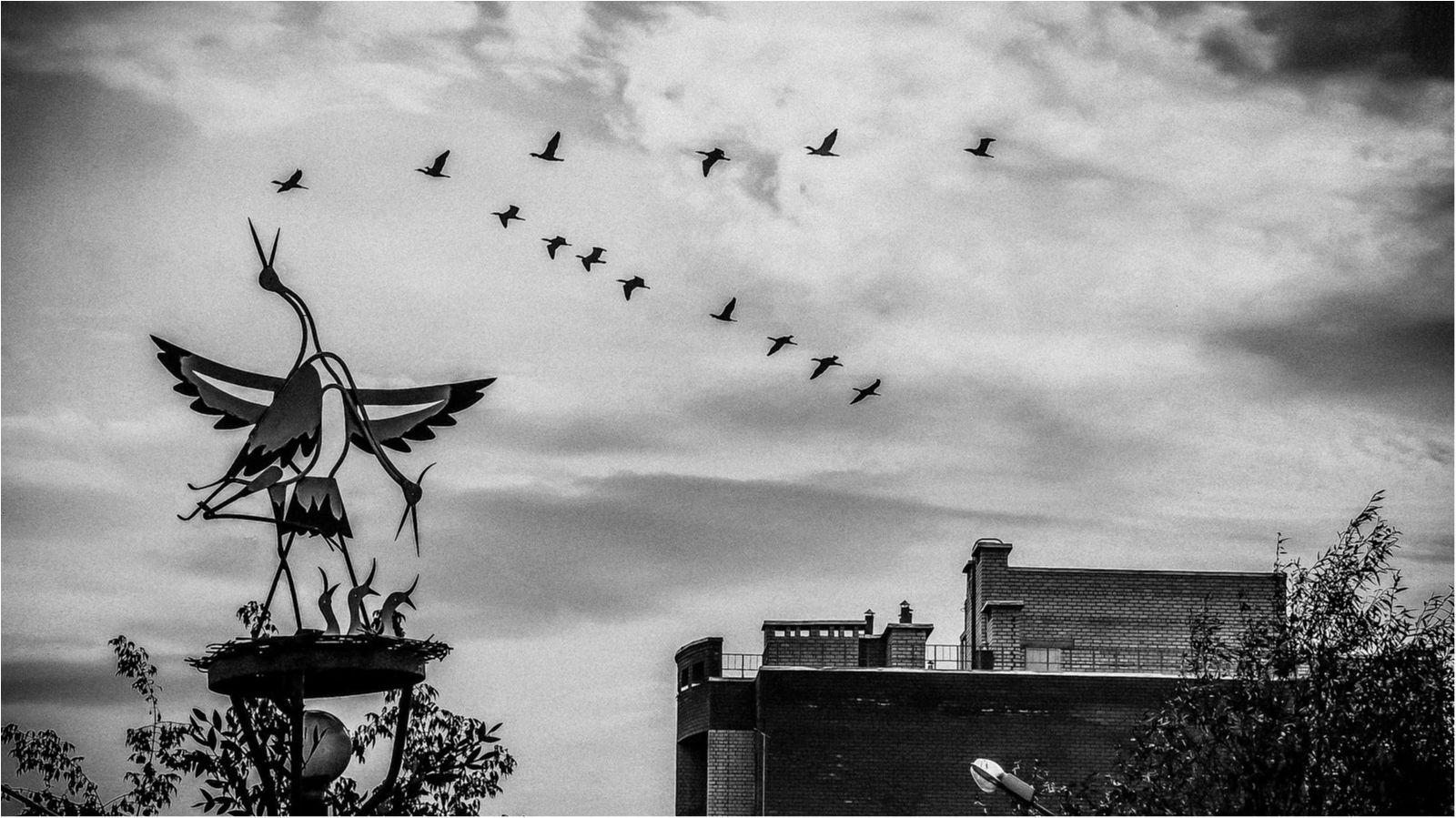 Все тлін: дуже сумний птах став зіркою інтернету