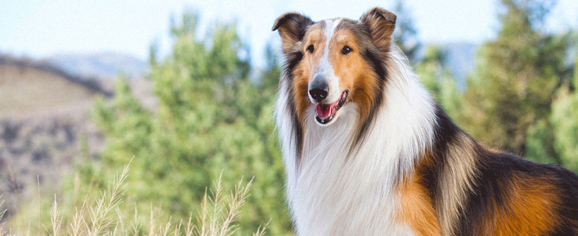 Собака Пел із фільму "Лессі" - фото 1