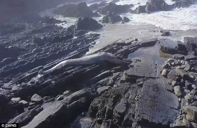 Туристи знайшли на скелях справжнього морського гіганта - фото 152355