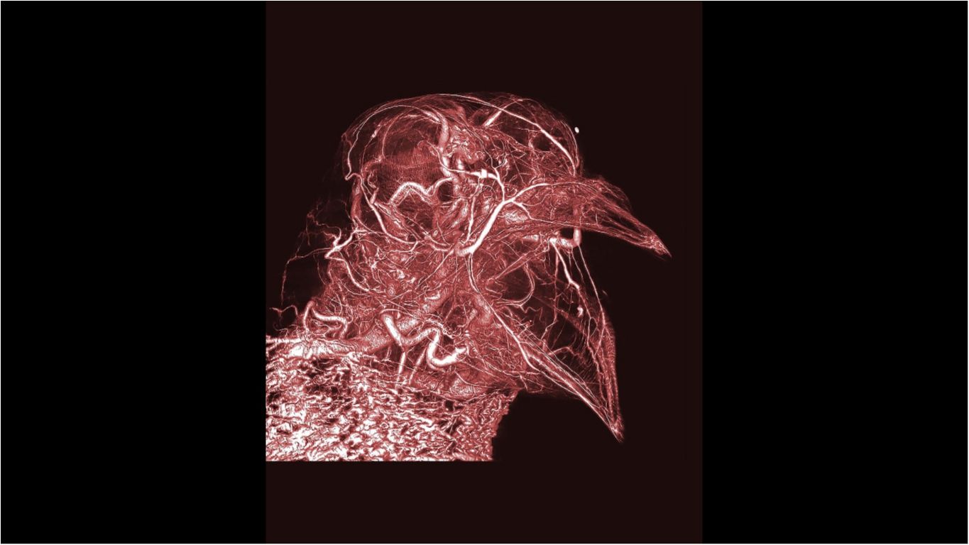 Наука як мистецтво: найкращі наукові ілюстрації року