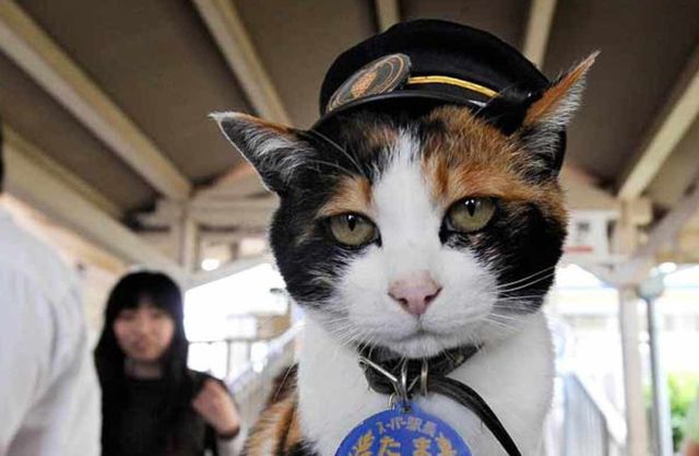 Ці круті тварини досягли в житті більше за тебе - фото 150832