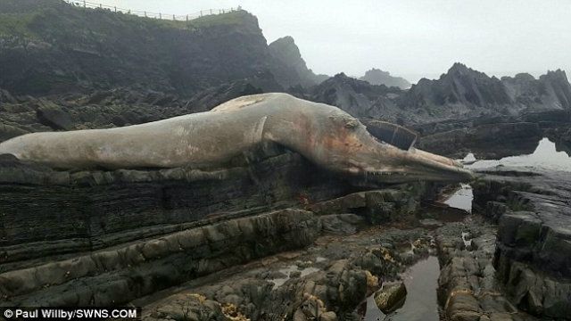 Туристи знайшли на скелях справжнього морського гіганта - фото 152358