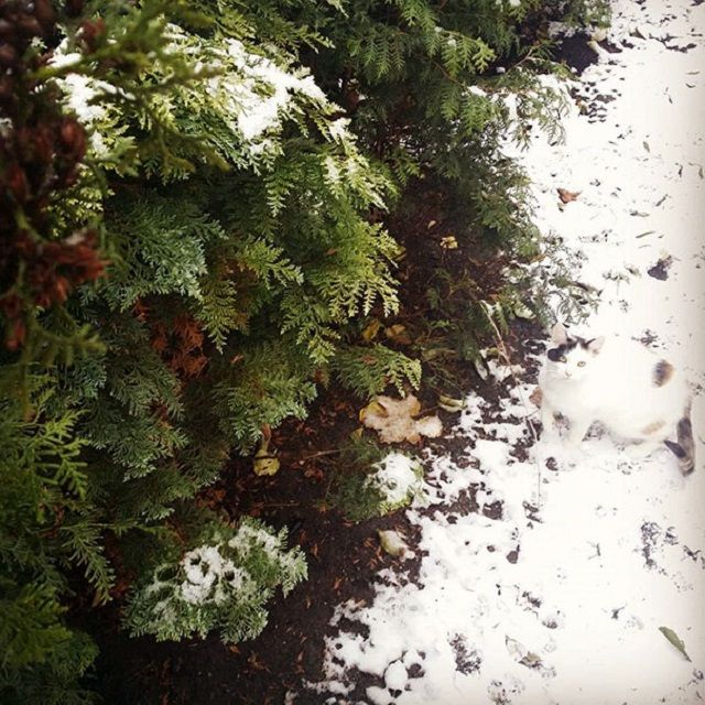 Коти, які маскуються краще за секретних агентів - фото 154764