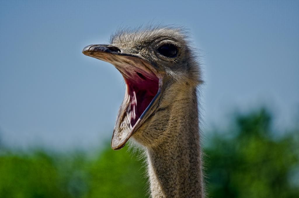 Ти не ти, коли голодний: страуси шокували мережу