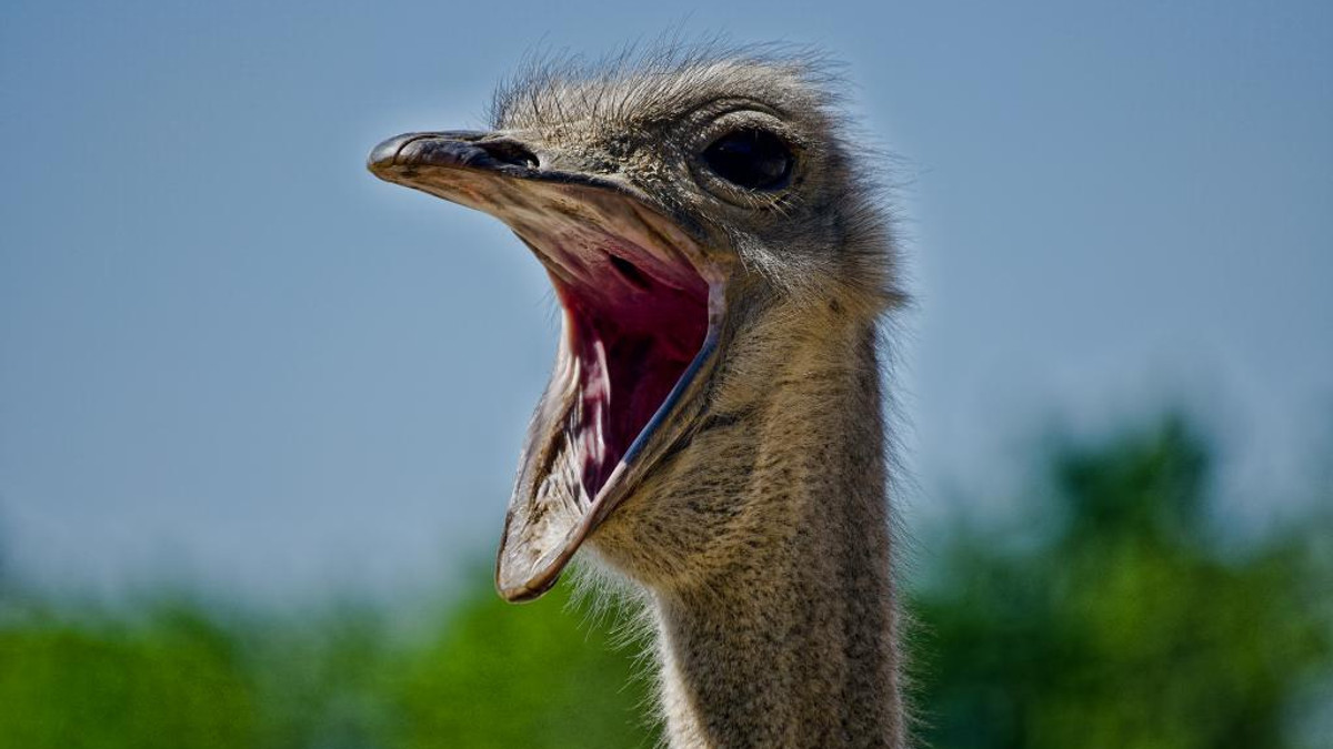 Ти не ти, коли голодний: страуси шокували мережу - фото 1