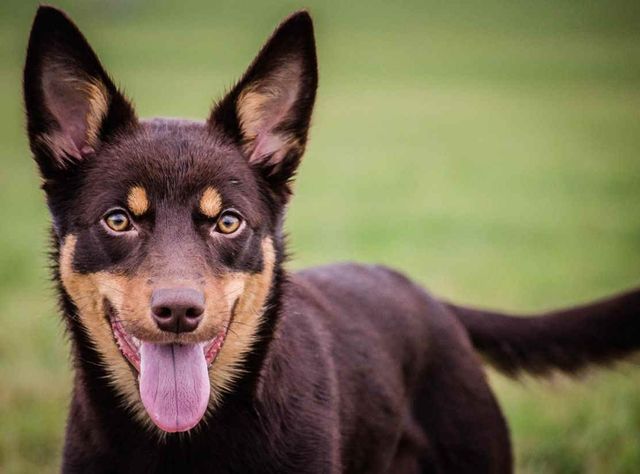 Найкращі породи собак для чоловіків - фото 154942