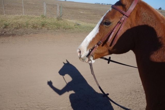 Кінь з рукою - фото 149529