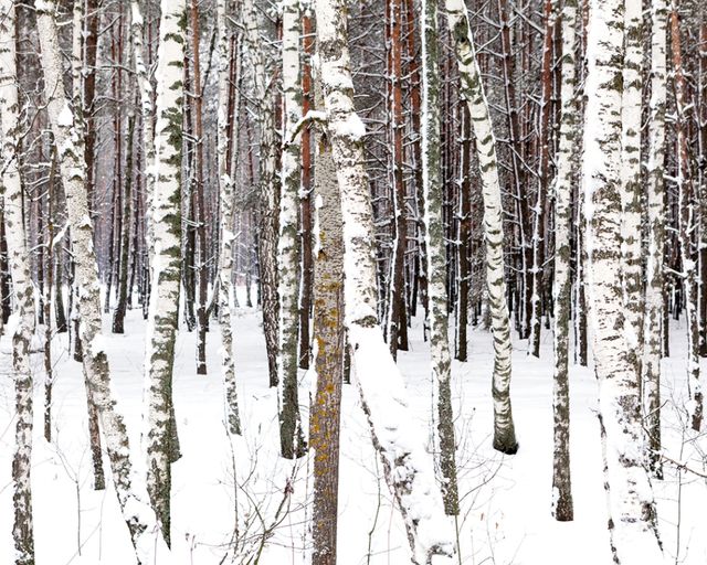 Як зараз виглядає життя у Чорнобильській зоні: вражаючі фото - фото 148516