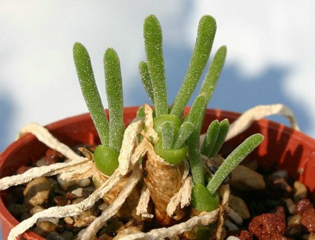 В Японії почали вирощувати кроликів... у горщиках - фото 151833