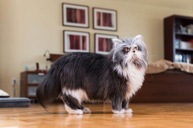 Атчум - фото 147709