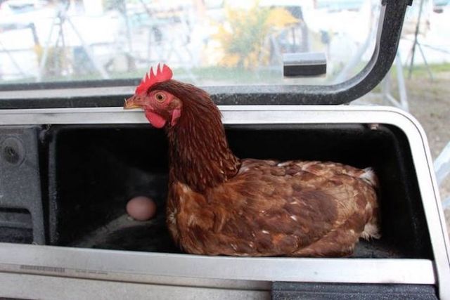 Молодий француз подорожує світом з... куркою - фото 154899