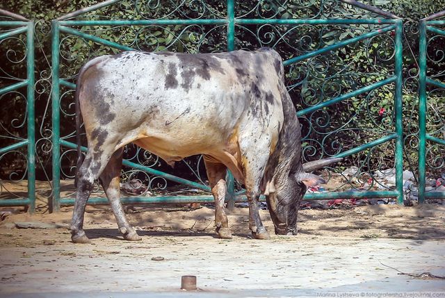 Індія з вікон автобусів: незвичайні фото - фото 155791