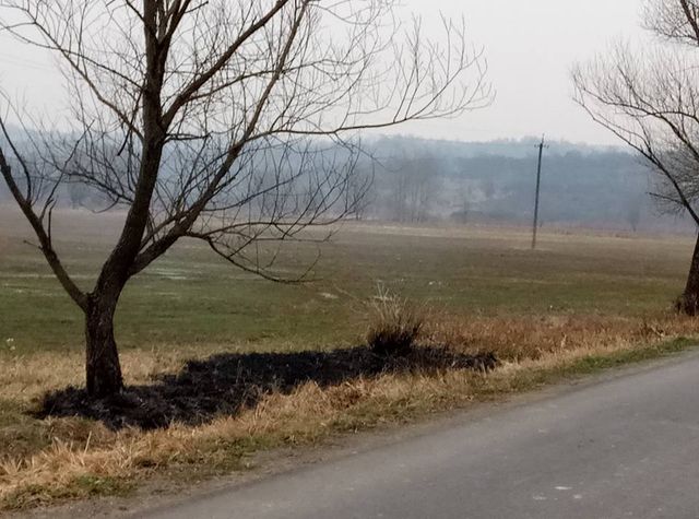 Пожежа спопелила Долину нарцисів на Закарпатті: опубліковані фото - фото 152292