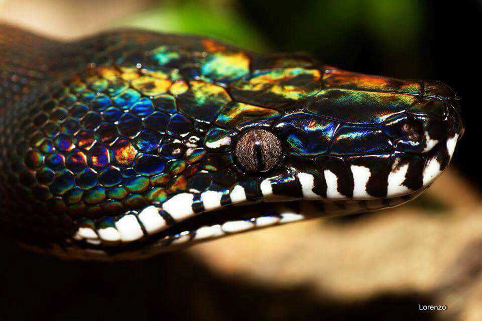 Чоловік голіруч зловив восьмиметрового пітона