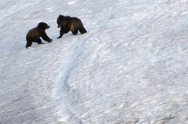 Як виглядає найпопулярніший парк в Америці – Єллоустоун: фоторепортаж - фото 147608