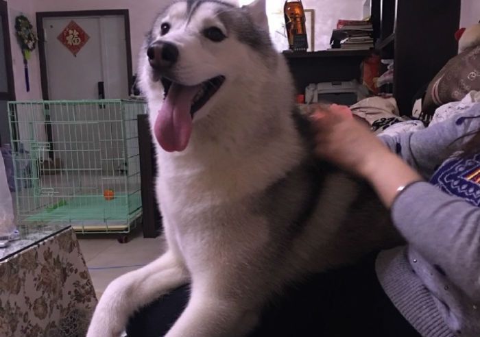 Хаскі - фото 1