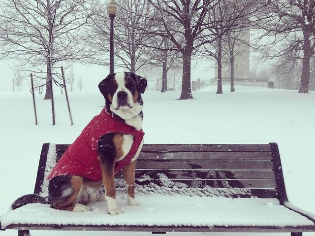 США засипало снігом: вражаючі фото - фото 152045