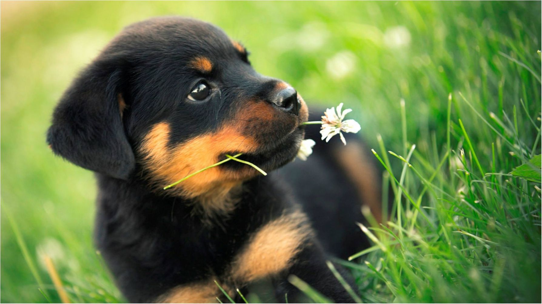 Найзворушливіший рейтинг маленьких цуценят в історії