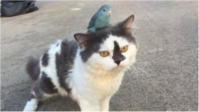 Наглість – друге щастя - фото 1