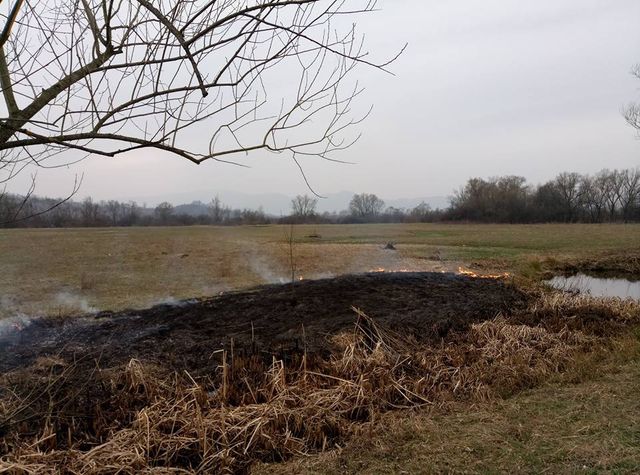 Пожежа спопелила Долину нарцисів на Закарпатті: опубліковані фото - фото 152290