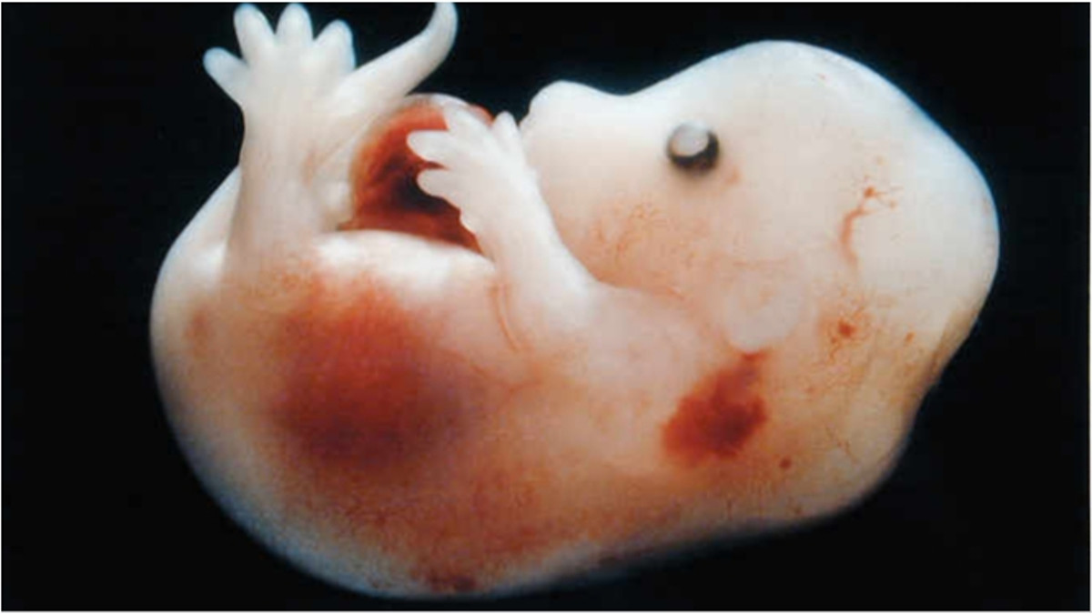 Ембріон миші - фото 1