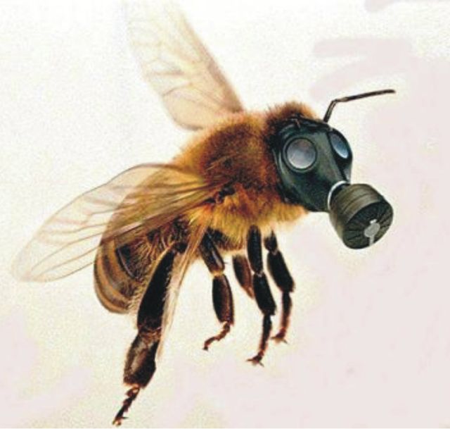 В цій рослині немислима кількість пестицидів - фото 151568