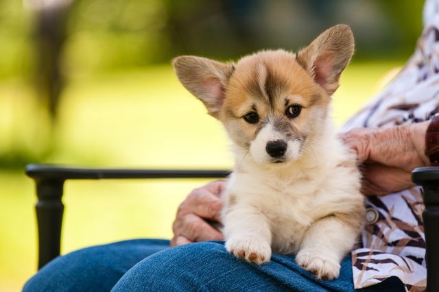 Найзворушливіший рейтинг маленьких цуценят в історії - фото 154134