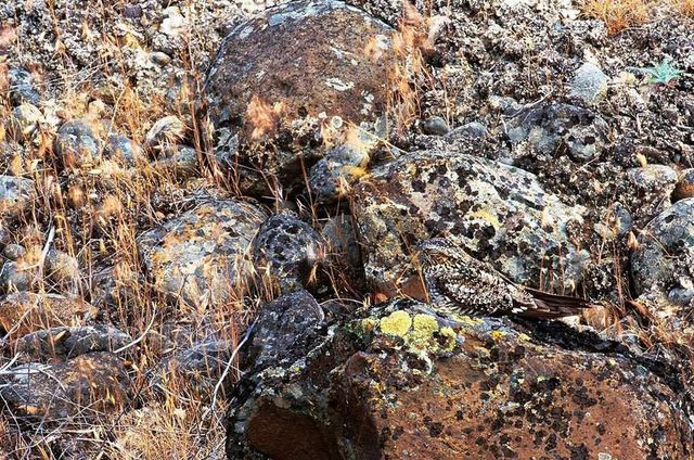 Знайди тваринку: неймовірні фото природи підкорили мережу - фото 147715