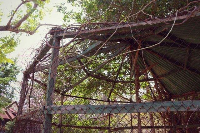 Як виглядає закинутий панамський курорт: вражаючі фото - фото 152611