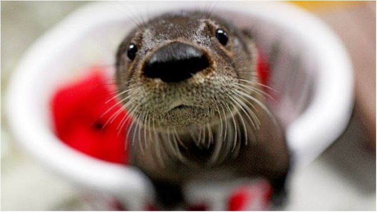 Хазяйновита видра сходила "на закупи" в супермаркет