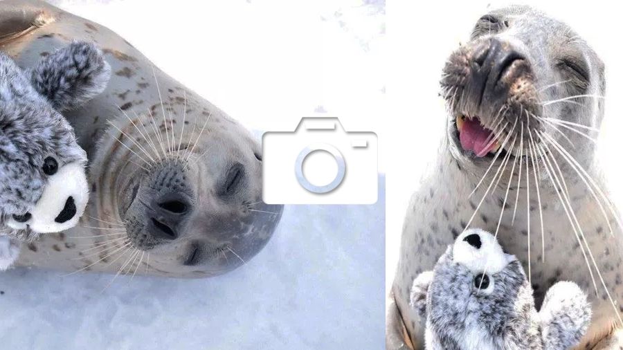 Щасливий тюлень з улюбленою іграшкою зворушив мережу