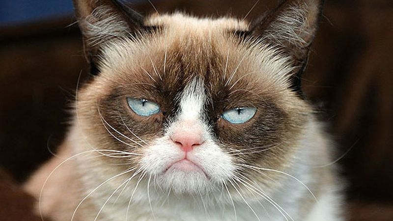 5 котів, які прославилися на весь світ