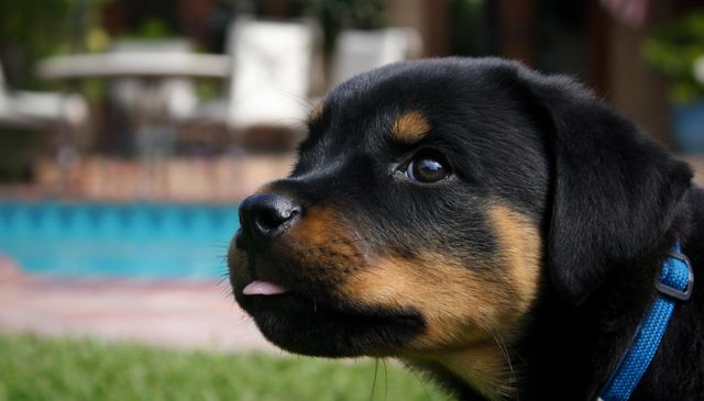 Найзворушливіший рейтинг маленьких цуценят в історії - фото 154124