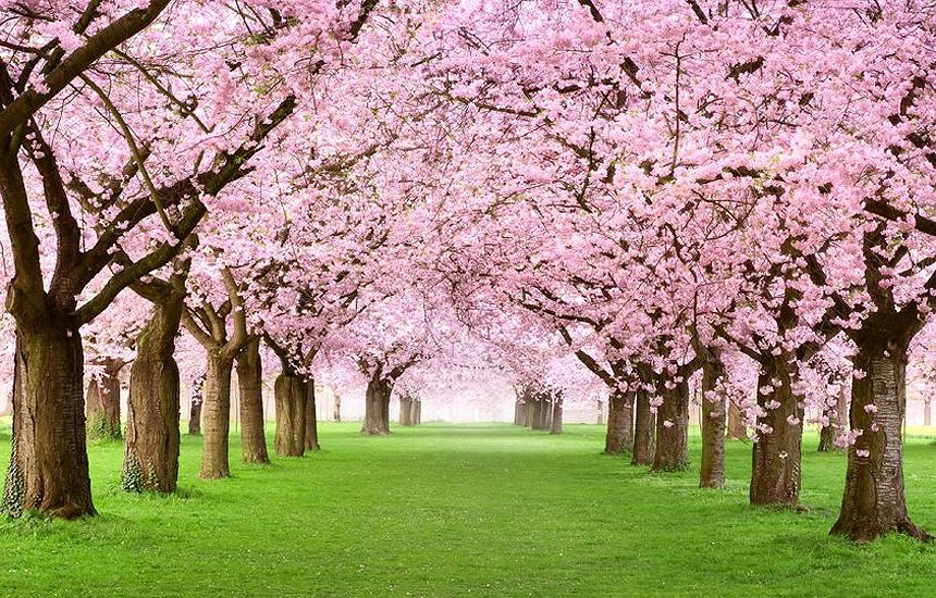 Сакури - фото 1