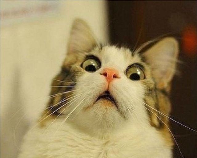 Найбезглуздіші закони про котів, які доведуть вас до сліз - фото 152375