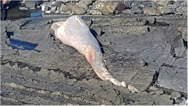 Пристань Хартленда - фото 1