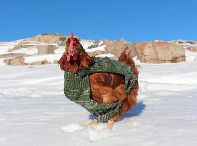 Молодий француз подорожує світом з... куркою - фото 154895