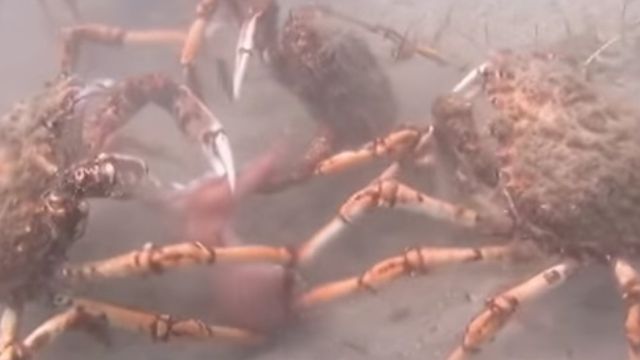 У мережі з'явилося моторошне відео міграції крабів