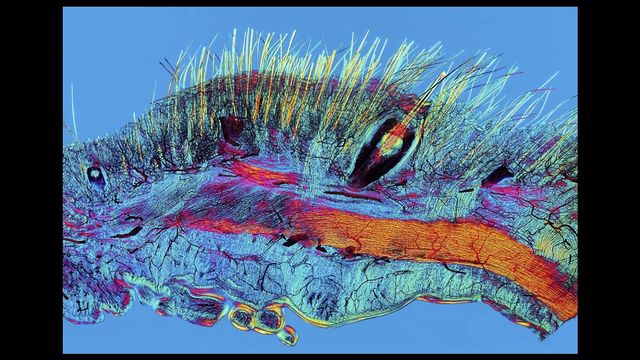 Наука як мистецтво: найкращі наукові ілюстрації року - фото 153079