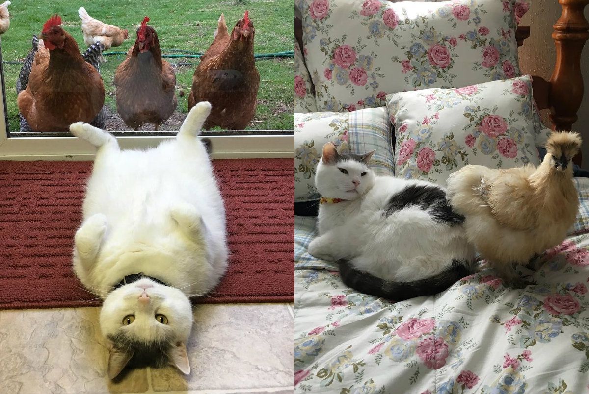 Пухнастий пікап майстер: кіт, за яким упадають всі ципоньки