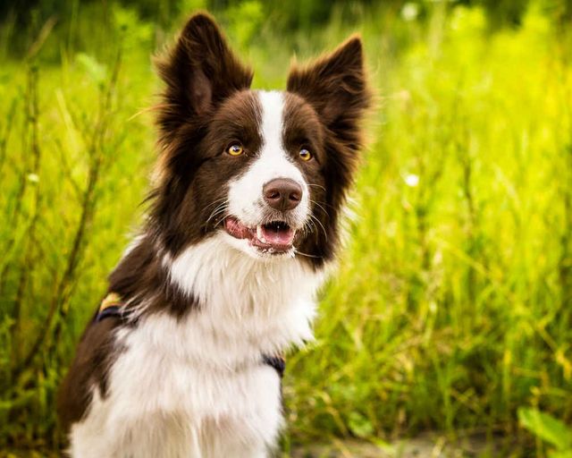 Найкращі породи собак для чоловіків - фото 154945