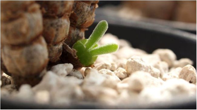 Monilaria obconica - фото 1