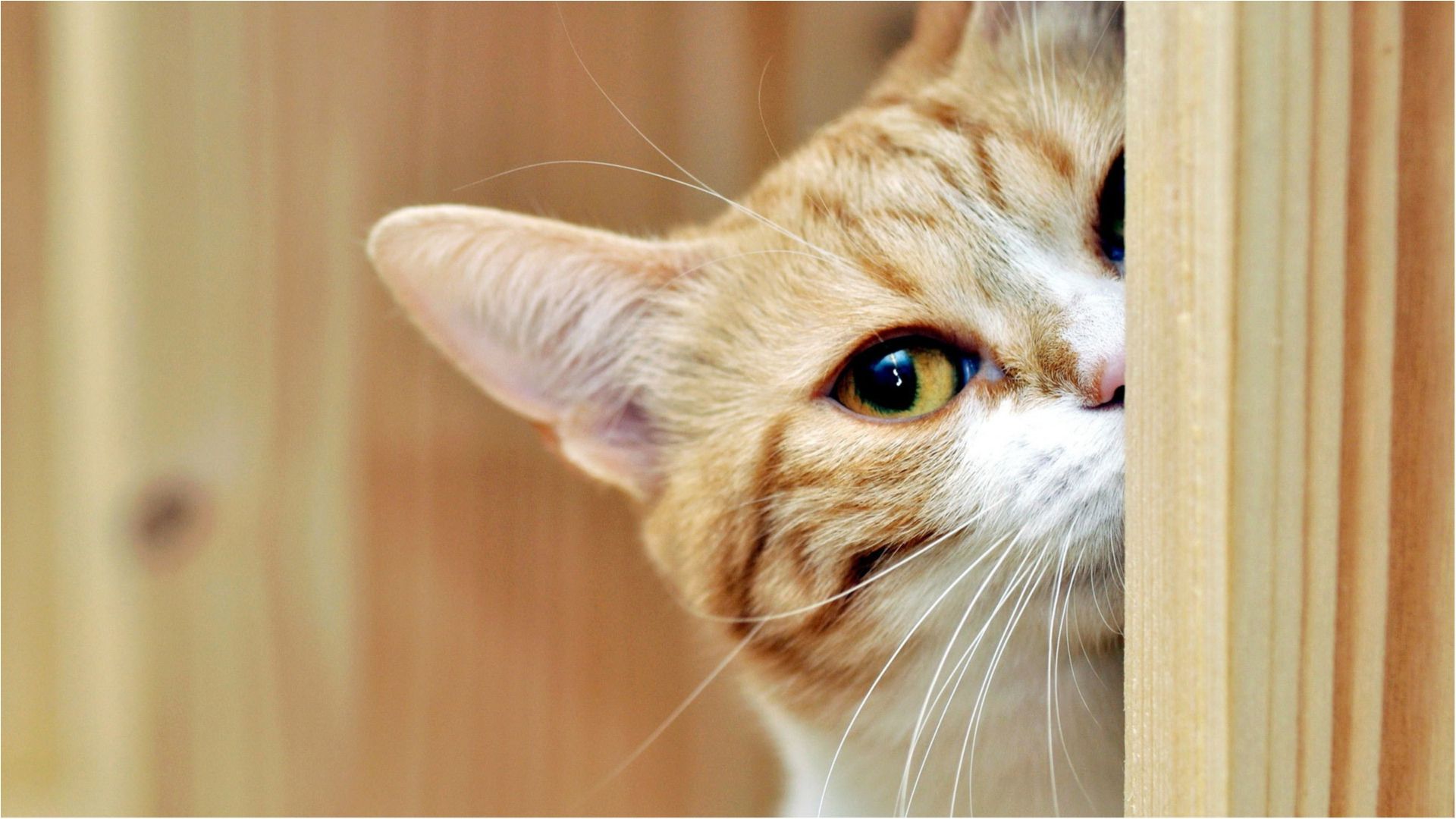 Допитливий пухнастий - фото 1