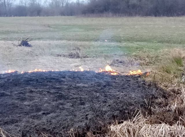Пожежа спопелила Долину нарцисів на Закарпатті: опубліковані фото - фото 152297